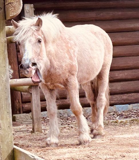 Pony Alfi steht am Zaun und scheint herzhaft zu lachen
