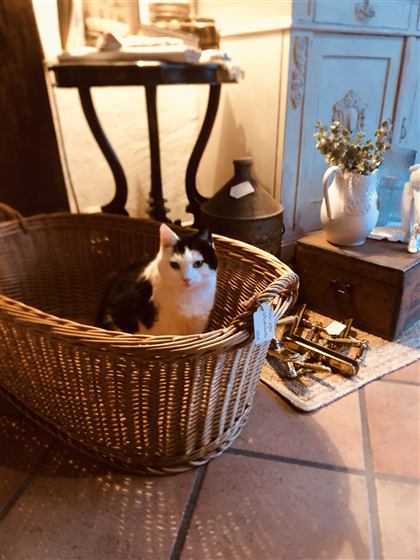 Katze Holly sitzt in einem großen Weidenkorb im Laden