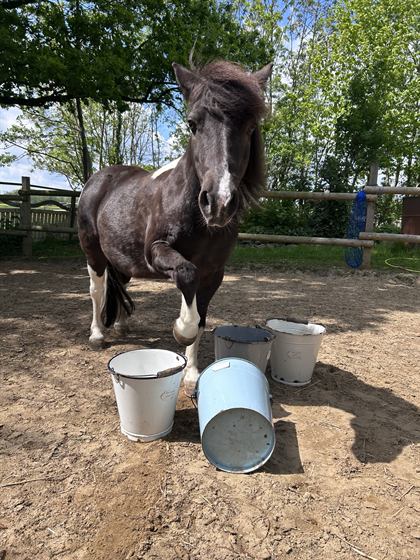 Shetlandpony Moe steht auf dem Paddock vor umgeworfenen Futtereimern